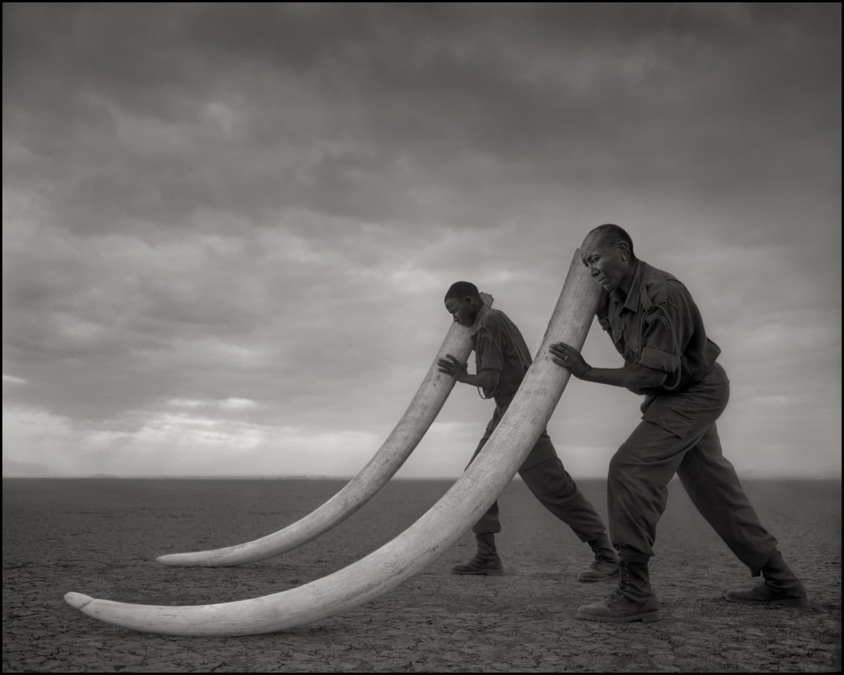 Two park rangers carry two elephant tusks from an elephant shot in 2004