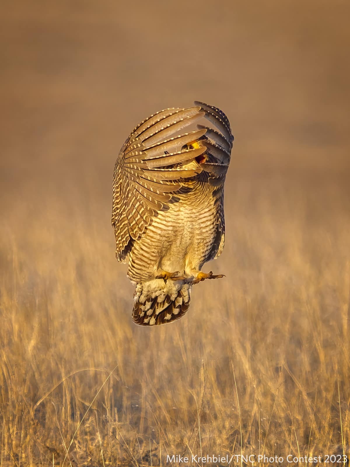 Lesser prairie chicken in a field with wings over its face