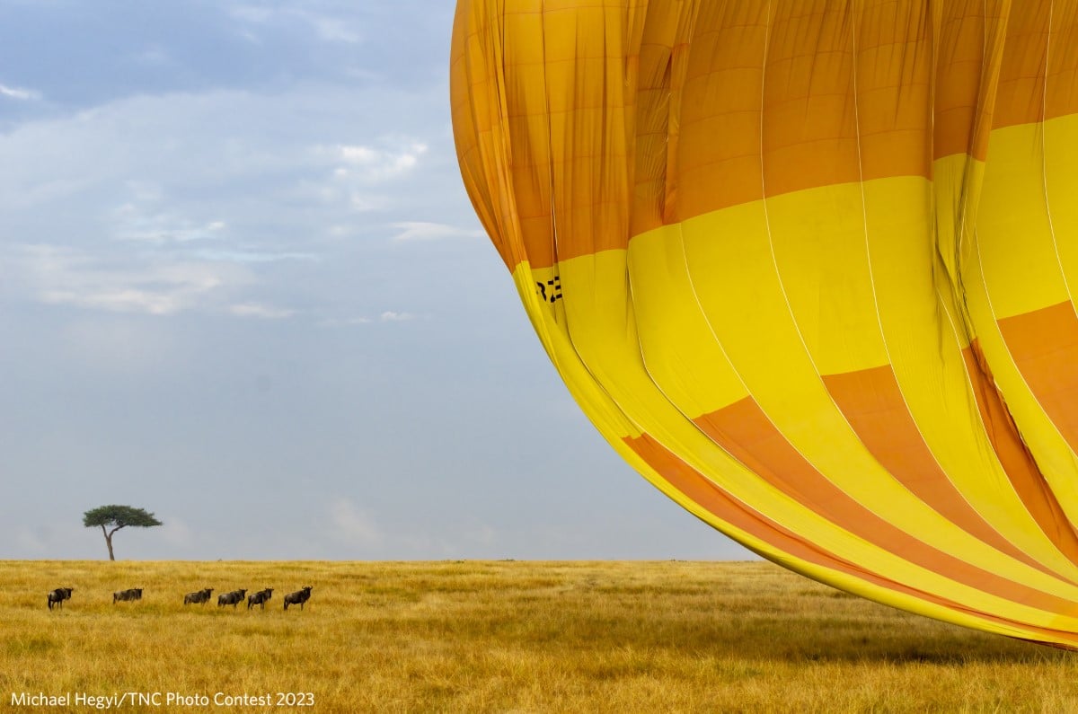 A small troupe of wild blue wildebeest (Connochaetes taurinus) watches from a safe distance as a hot air balloon lands on the Maasai Mara