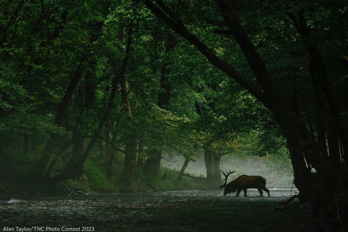 A bull elk stopping in the Oconaluftee River in the Great Smoky Mountains National Park to a refreshing drink.
