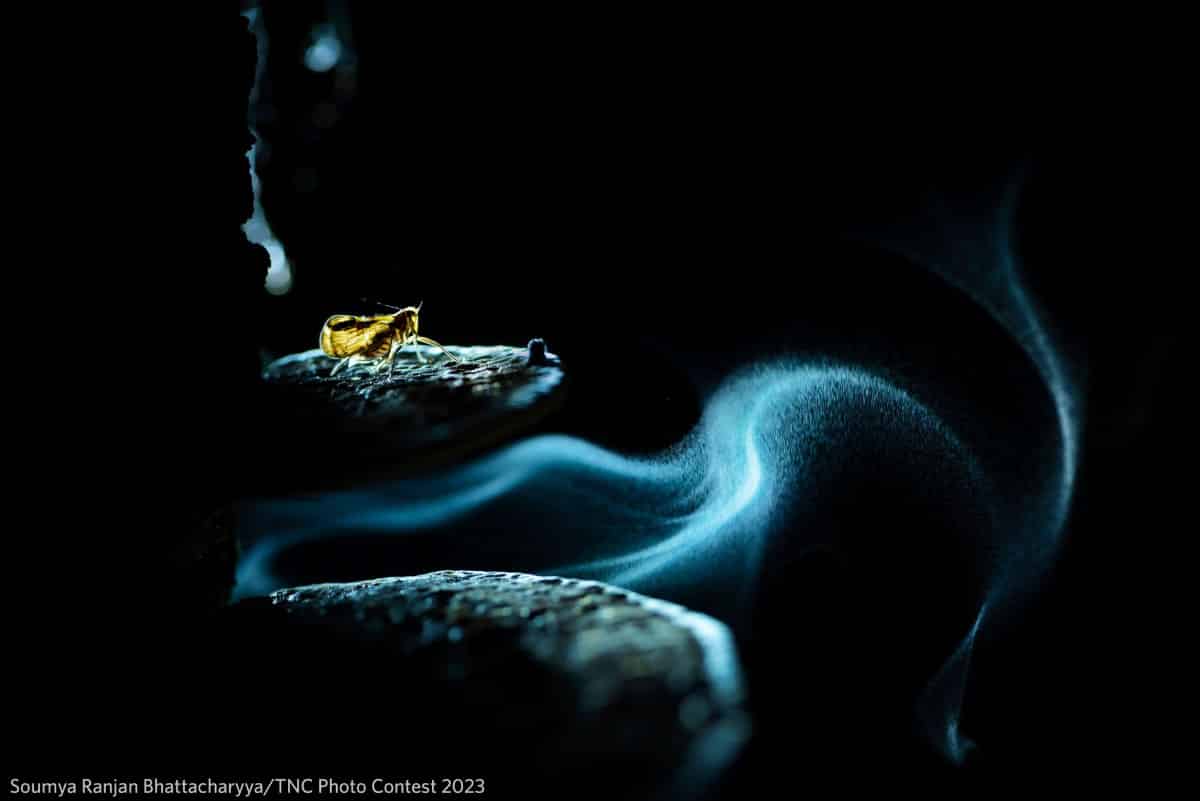 Yellow leafhopper sitting on a spore dispersing bracket fungus