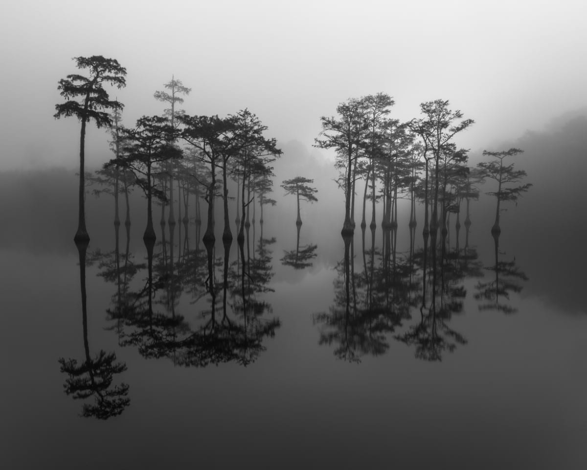 Black and white photo of trees in the water