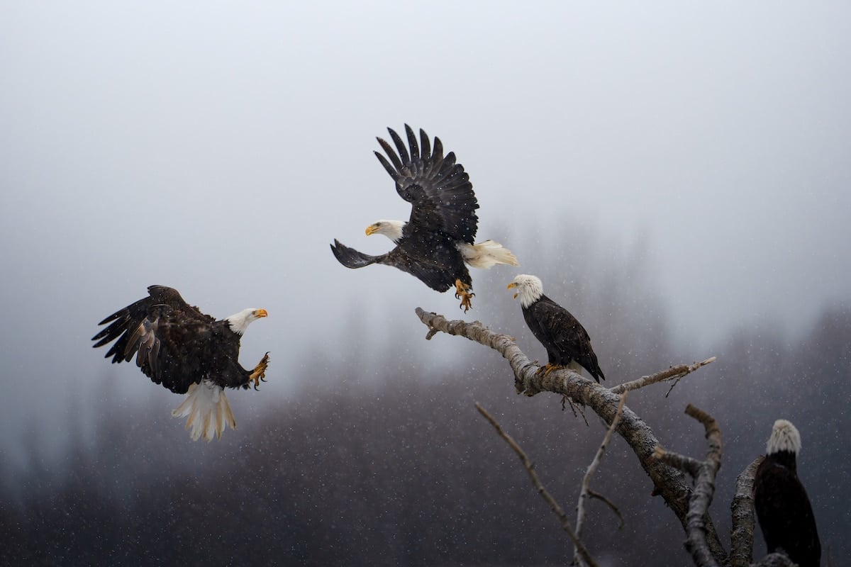 Four Eagles Fighting Over a Branch