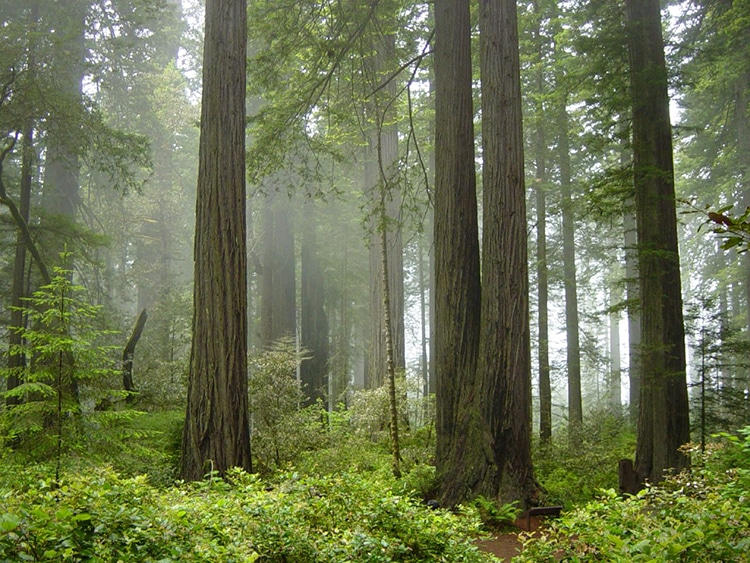 Fire-Scarred Redwoods Are Rebounding by Sprouting 1000-Year-Old Buds