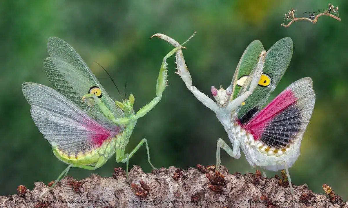 Two praying mantises dancing together
