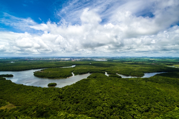 amazon rainforest