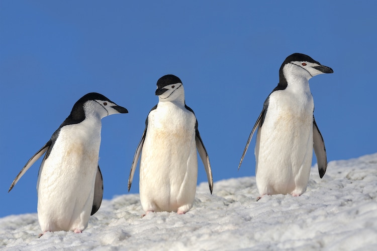 Chinstrap Penguins Have a Fascinating Microsleep Schedule