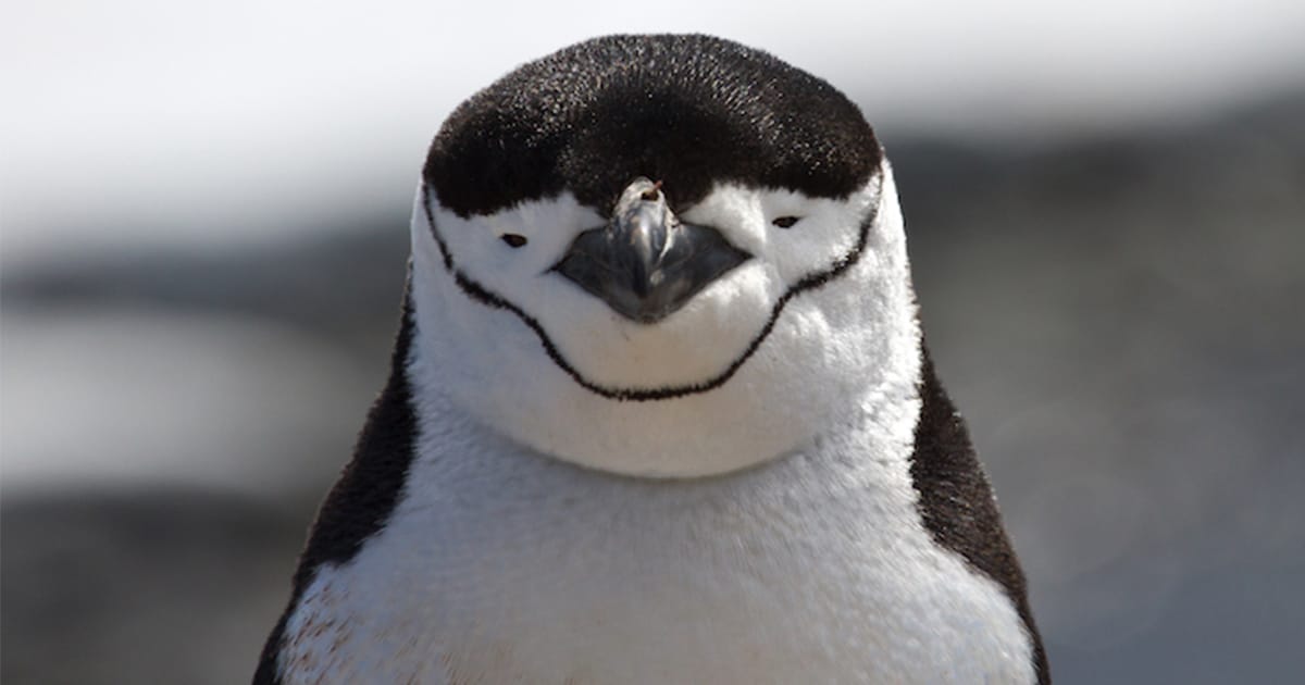 Chinstrap Penguins Have a Fascinating 