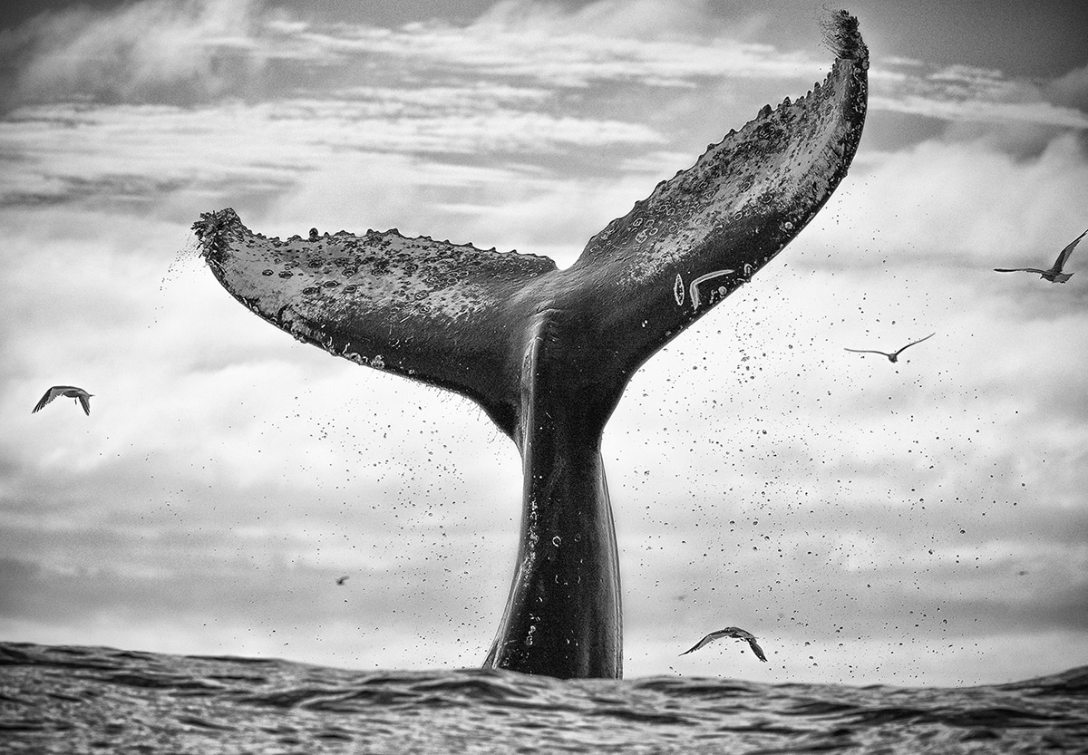 Whale Fluke by Chris Fallows