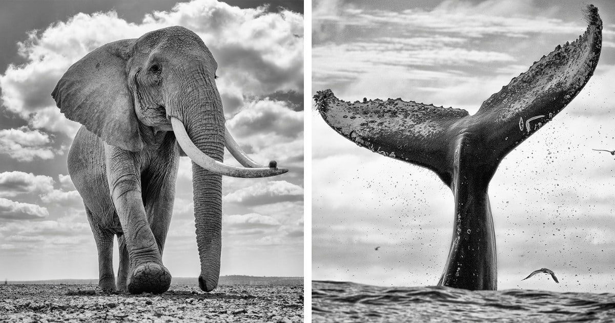 Wildlife Photographer to Share 100 Images of Majestic Elephants and Whales in 2024 [Interview]