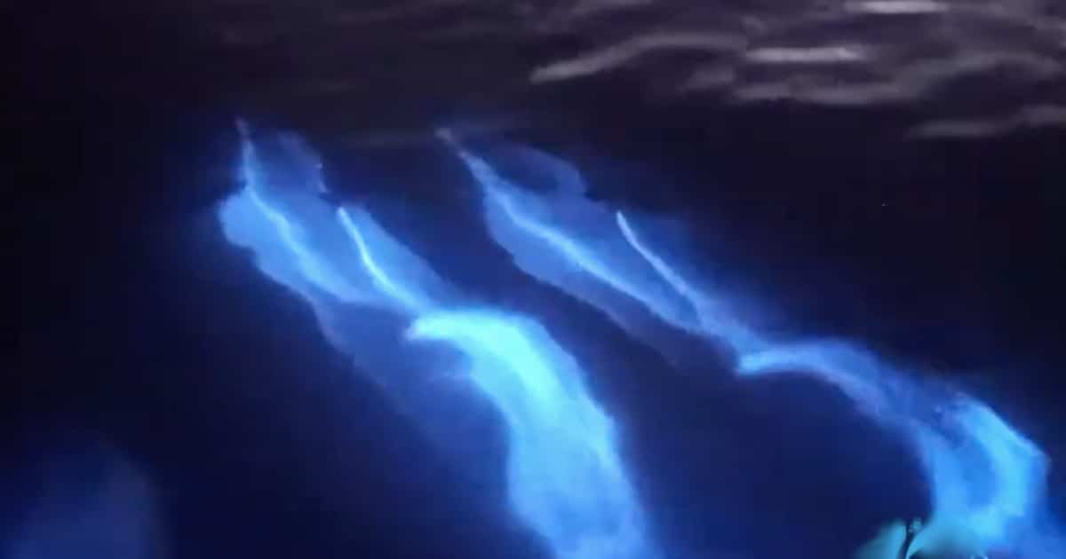 Watch a Group of Dolphins Swimming in Bioluminescent Waters off the Coast of California