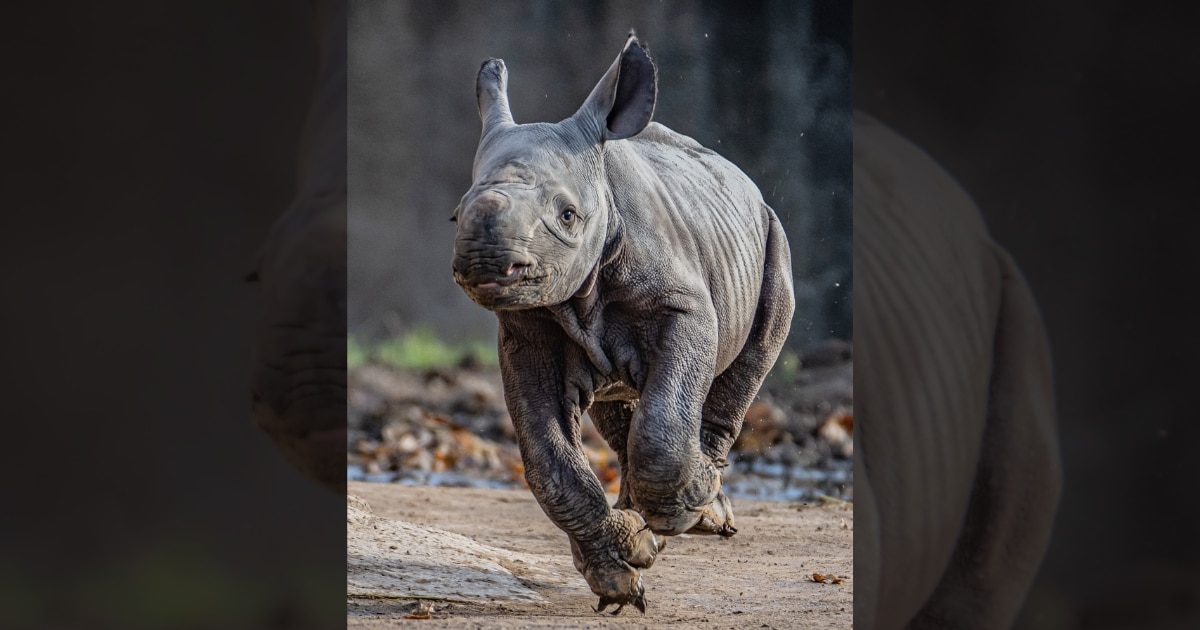 Critically Endangered Eastern Black Rhino Was Born in UK Zoo