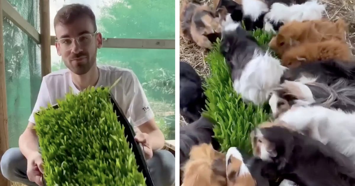 Image showcasing Watch a Man Grow Grass Without Dirt To Feed His Guinea Pigs