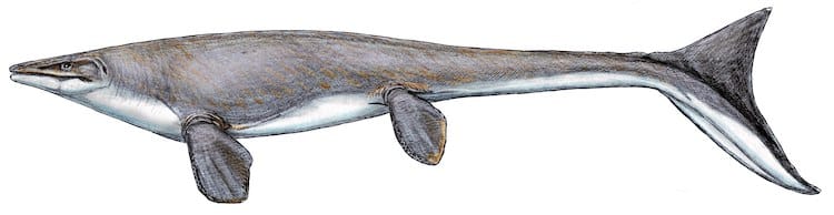 Mosasaur Fossil Discovered in Japan