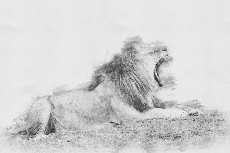 Inspiring Pencil Drawings Of Animals [Realism Art In 2024]