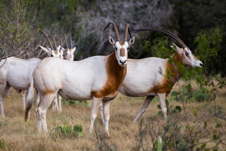 Scimitar Horned Oryx Brought Back From Extinction