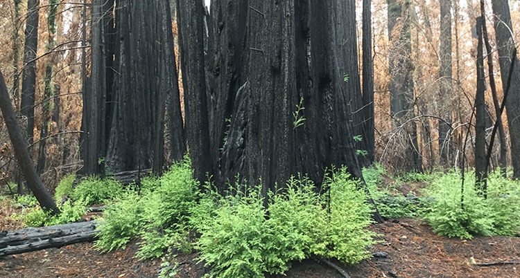 Fire-Scarred Redwoods Are Rebounding by Sprouting 1000-Year-Old Buds