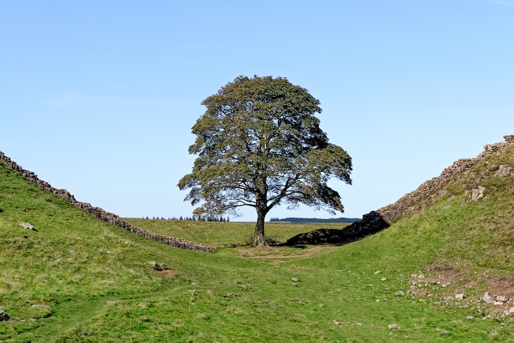 Sycamore Gap Tree Before it Was Cut Down
