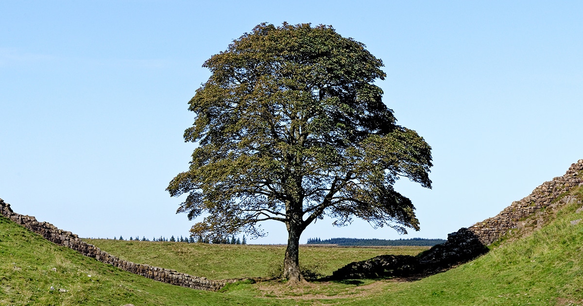 Felled Sycamore Gap Tree Shows Signs That It Will Regrow