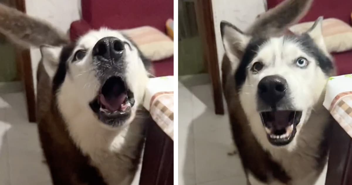 Vocal Husky “Talks” to His Humans With an Italian Accent