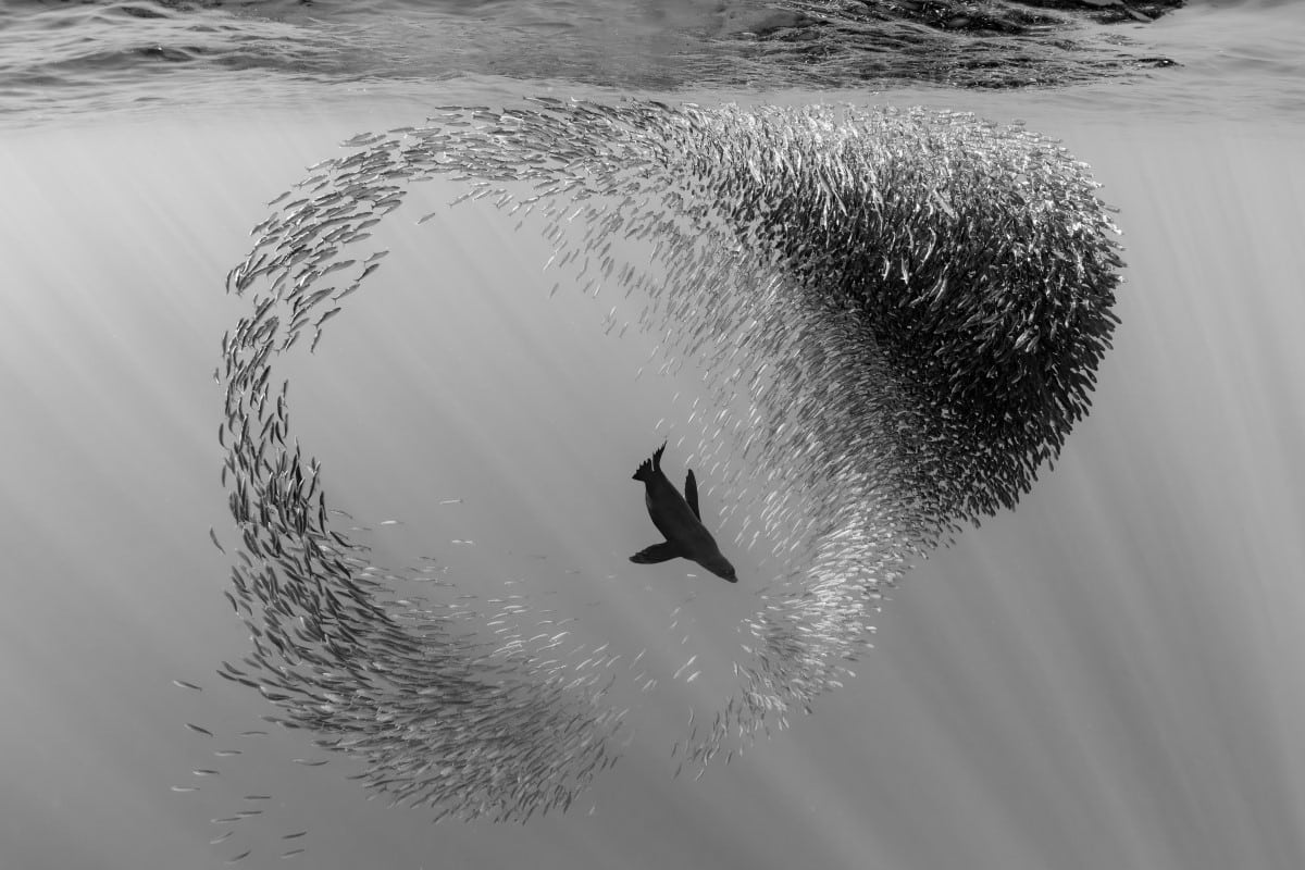 Sardine ball swirling around a sealion off the coast of Mexico