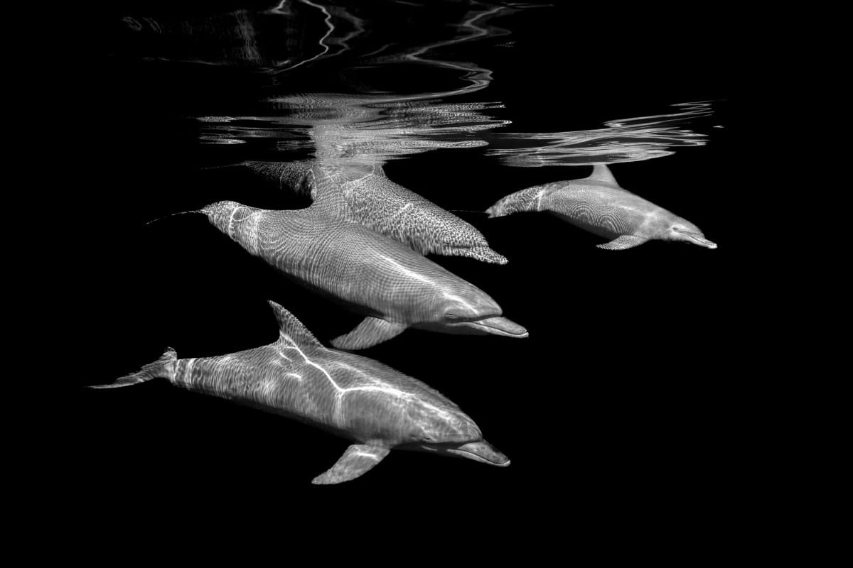Tursiops dolphins living just below the surface in the Mayotte lagoon