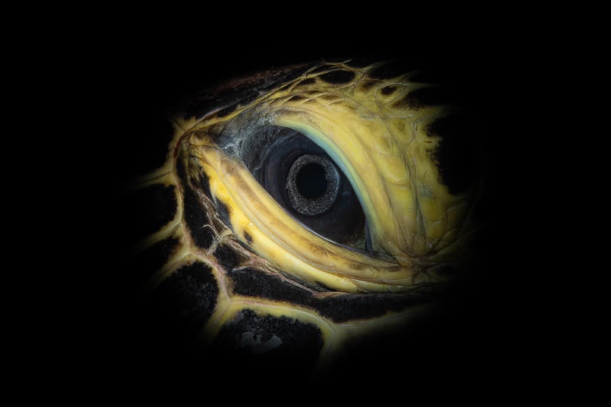 Macro photo of a sea turtle's eye