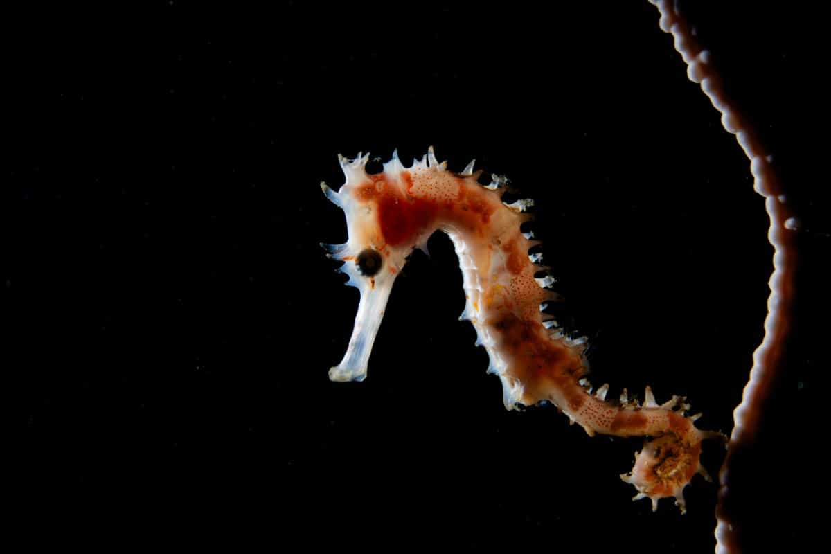Macro photo of a seahorse