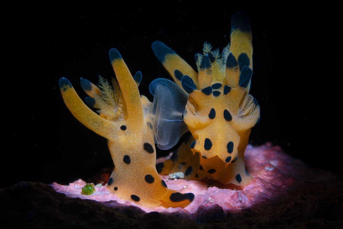 Nudibranch mating