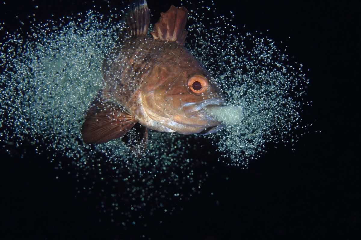 Male cardinal fish spitting eggs out of its mouth