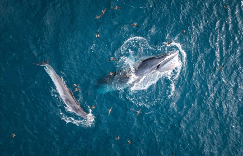 Aerial view of Bryde whale mother guiding her calf during migration