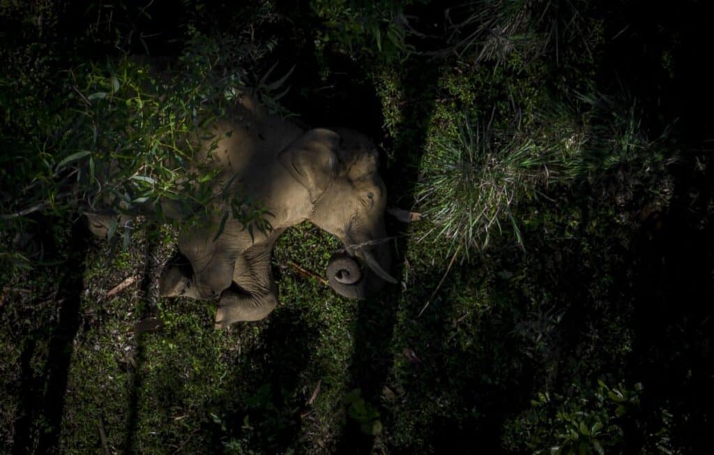 Aerial view of an elephant resting on its side in the jungle