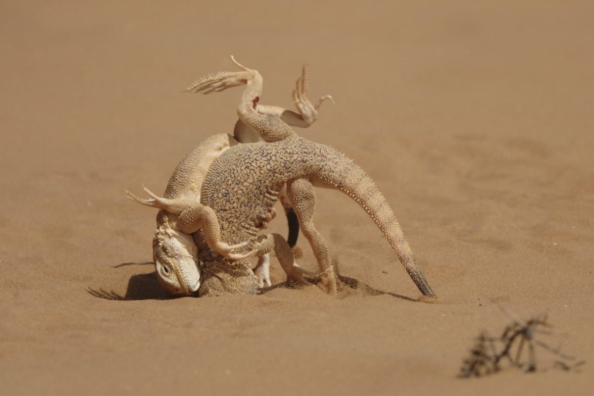 A battle between a pair of secret toadhead agamas during a territorial conflict
