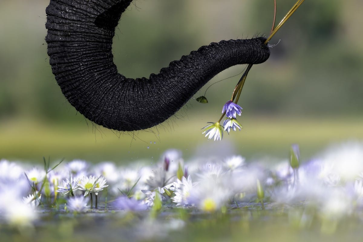 An African elephant picks water lily flowers to eat.