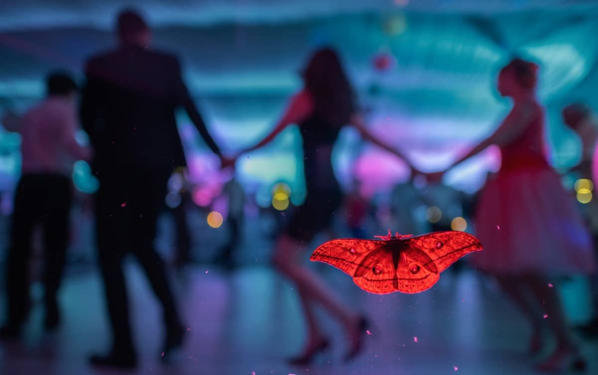 An oak peacock moth (Antheraea yamamai) rests on a window as a wedding party takes place inside.