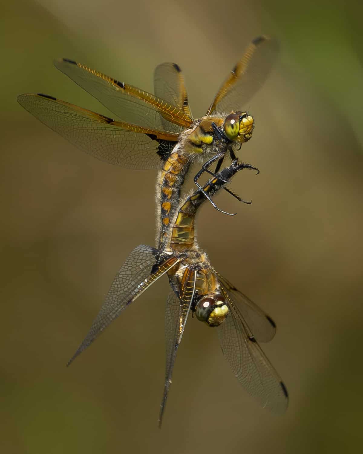 A pair of Four-spotted skimmer dragonflies (Libellula quadrimaculata) release from one another after mating in-flight.