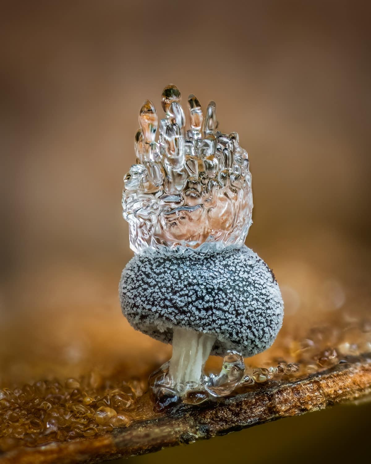 A tiny slime mould (Didymium squamulosum) proudly wears a crown of ice.