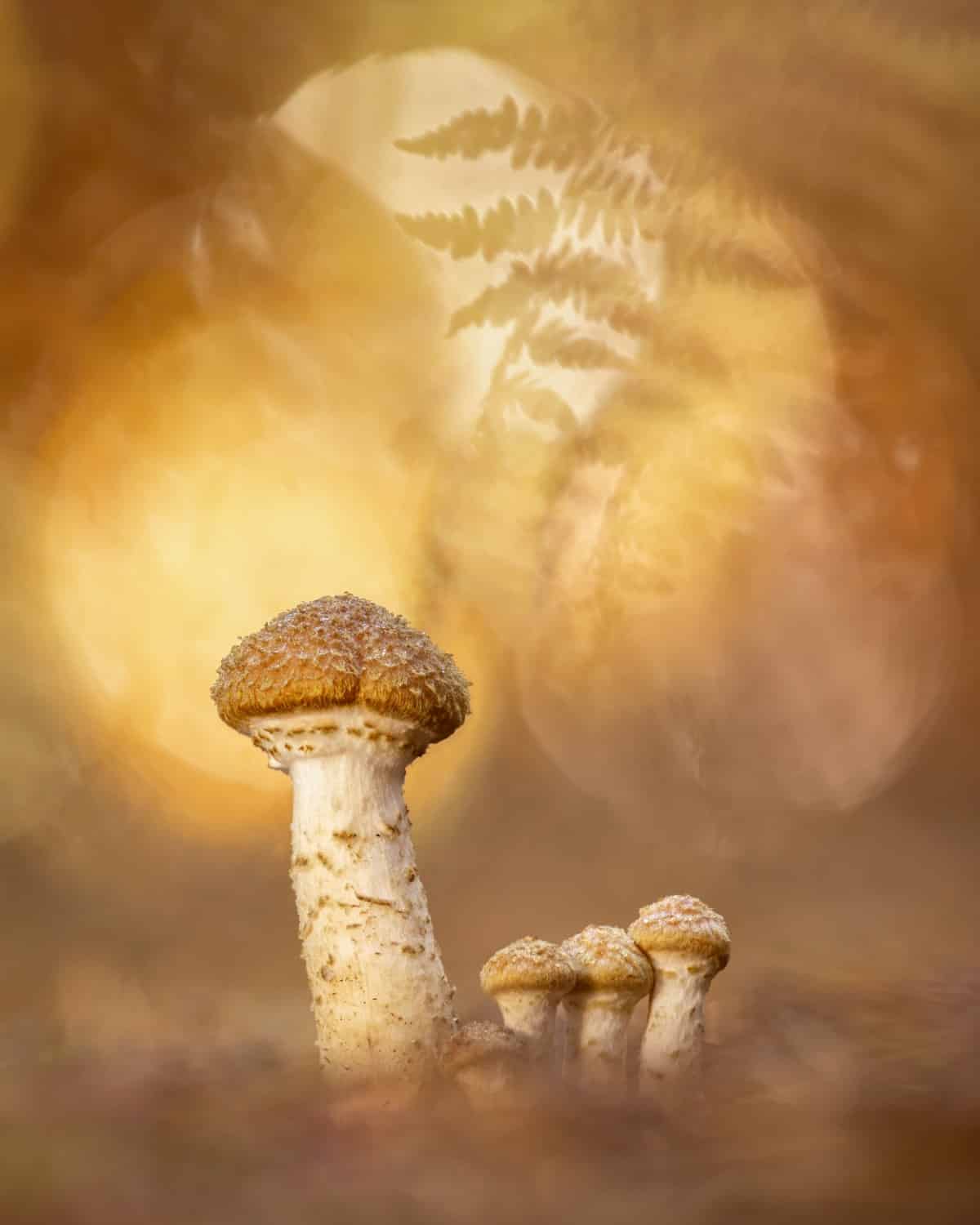 Honey fungus stands in a woodland bathed in beautiful autumn light.