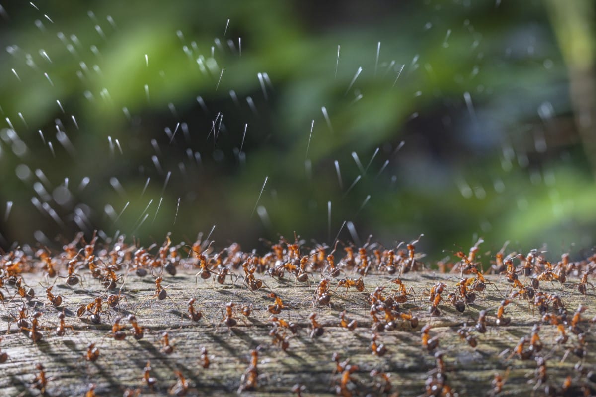 Wood ants defend their community by spraying acid.
