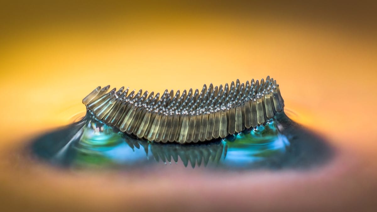 A raft of mosquito eggs float on water.