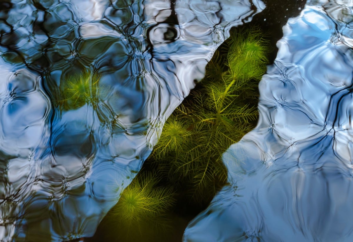 Water violet (Hottonia palustris) submerged beneath moving water.