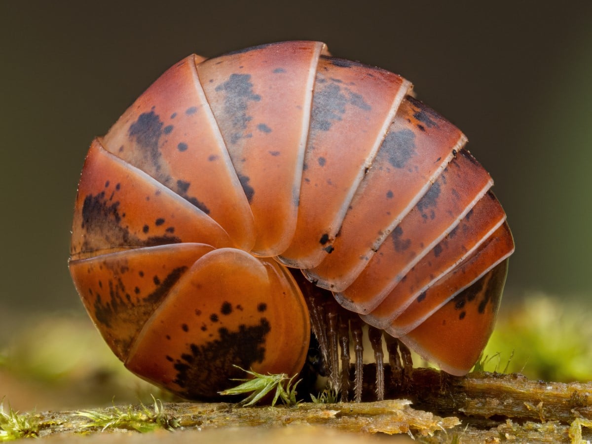 An orange woodlouse slowly unfurls.