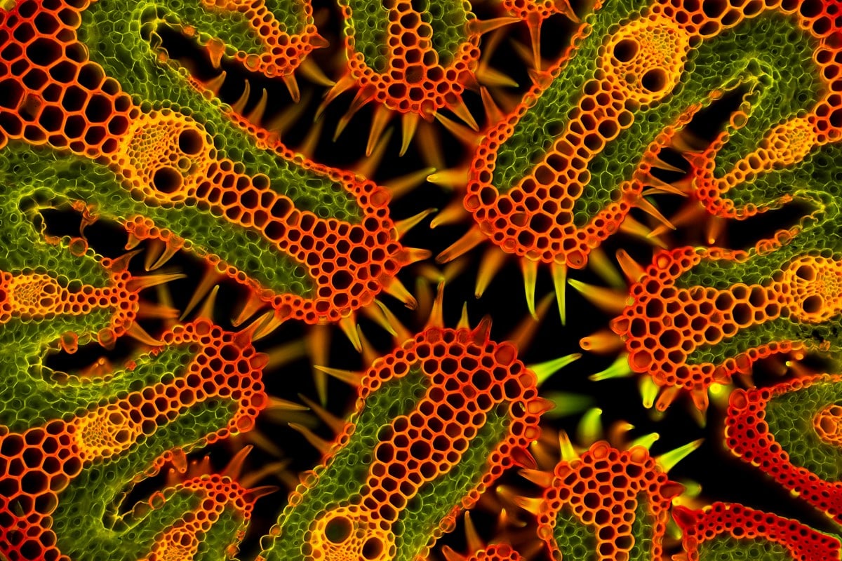 A microscopic cross-section of beach grass (Ammophila arenaria).