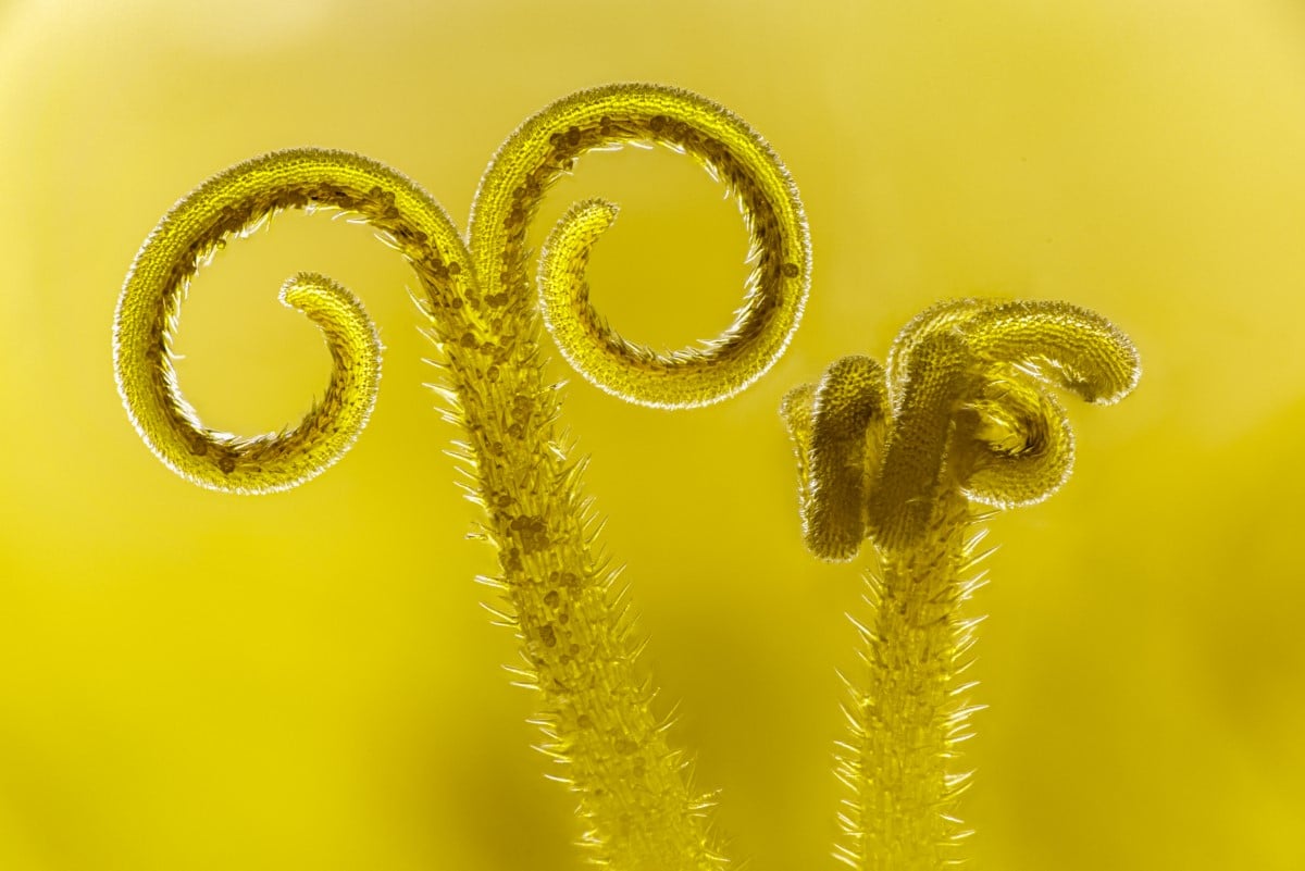 Style and stigma of two dandelion florets.