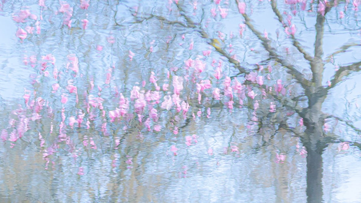 A magnolia tree reflected in the water of Trompenburg Botanical Garden.