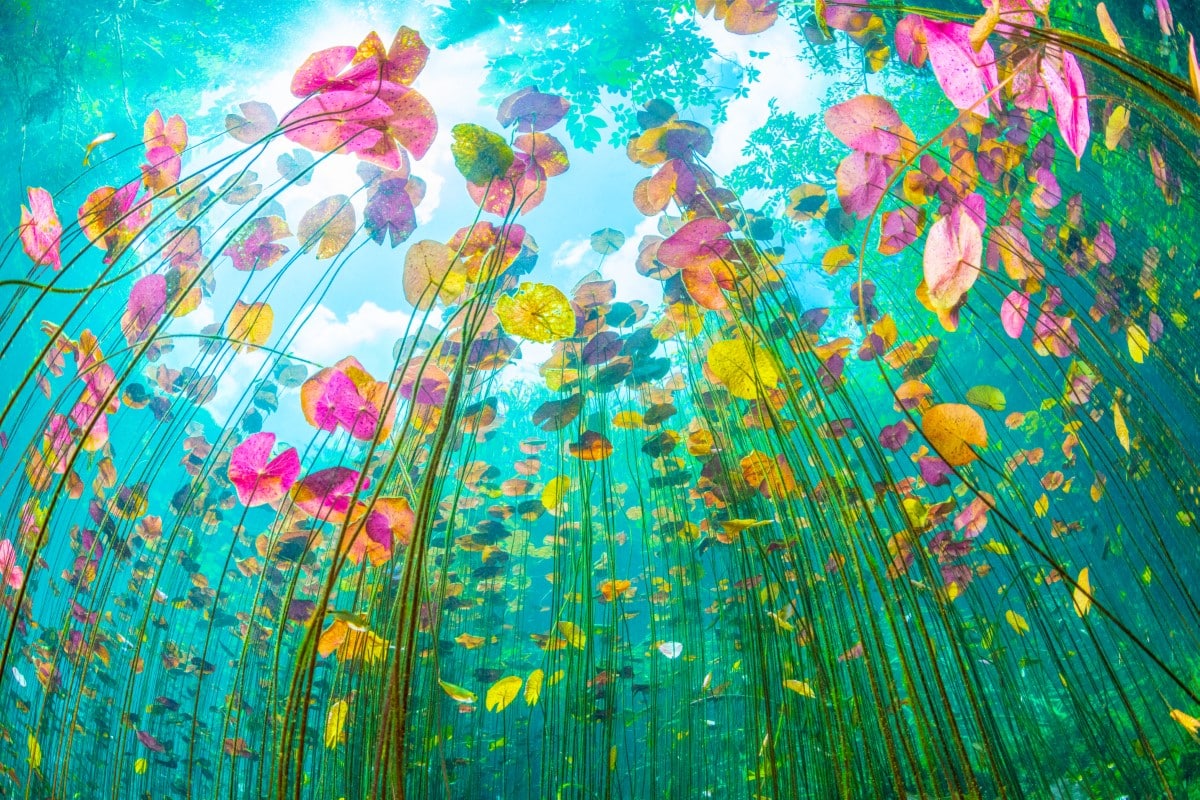 Looking through the drifting stems of lily pads in a Mexican freshwater cenote to the sky above.