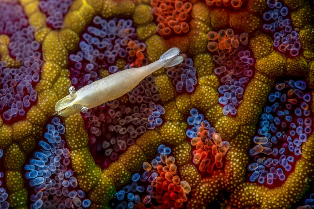 A Commensal shrimp floats above a Mosaic seastar.