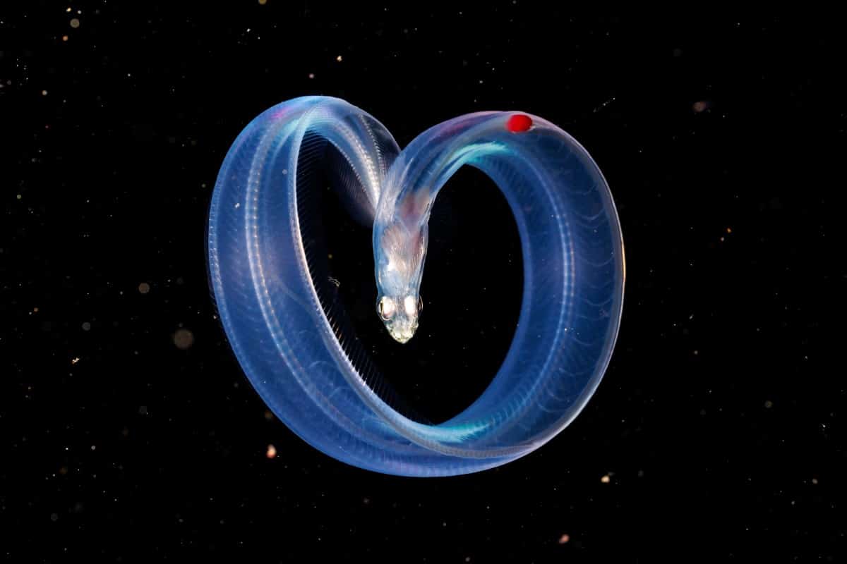 During a night dive, at 28 meters deep, a lava moray eel curls into the shape of a heart.