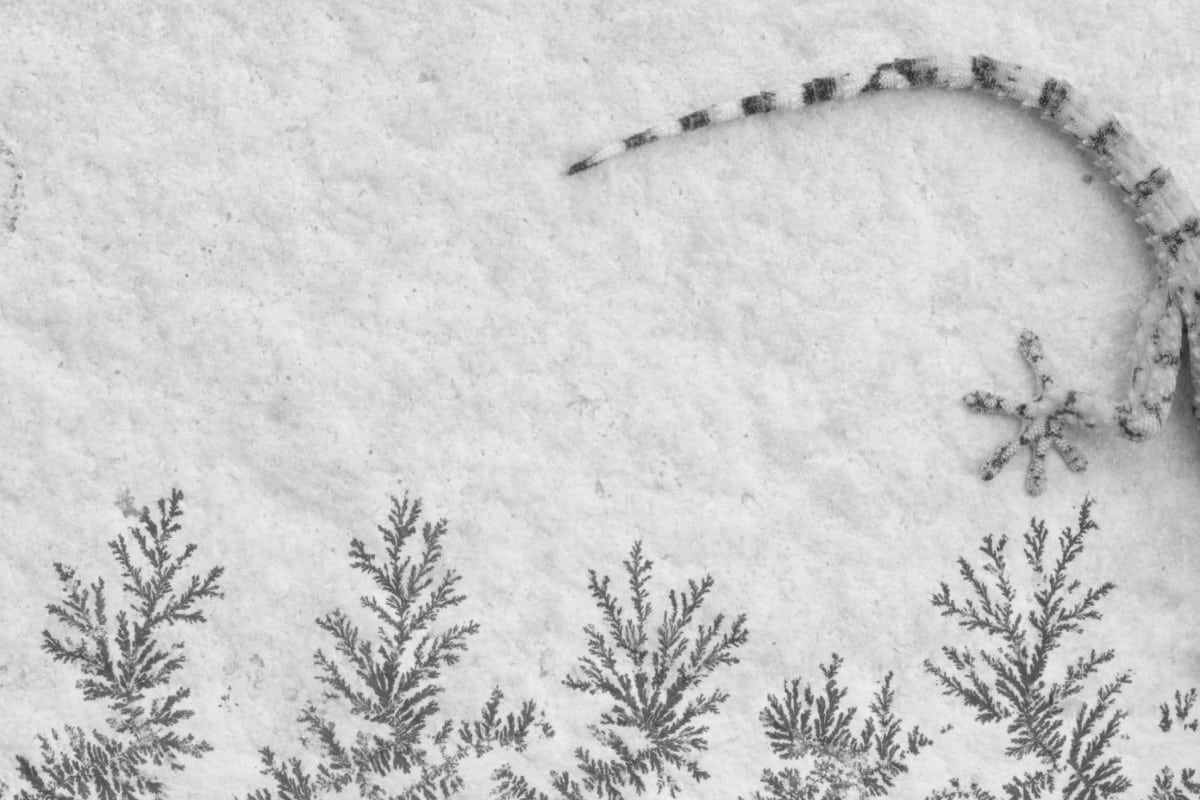 A Moorish gecko (Tarentola mauritanica) climbs on a wall covered with mineral deposits that look like trees.