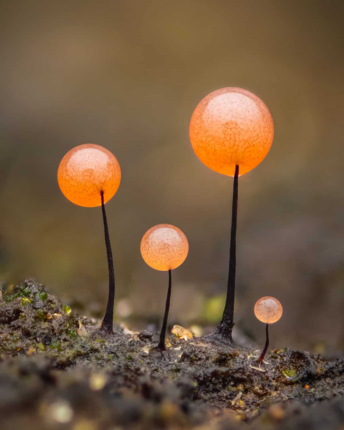 Four gleaming fruiting bodies of the slime mould Comatricha nigra.